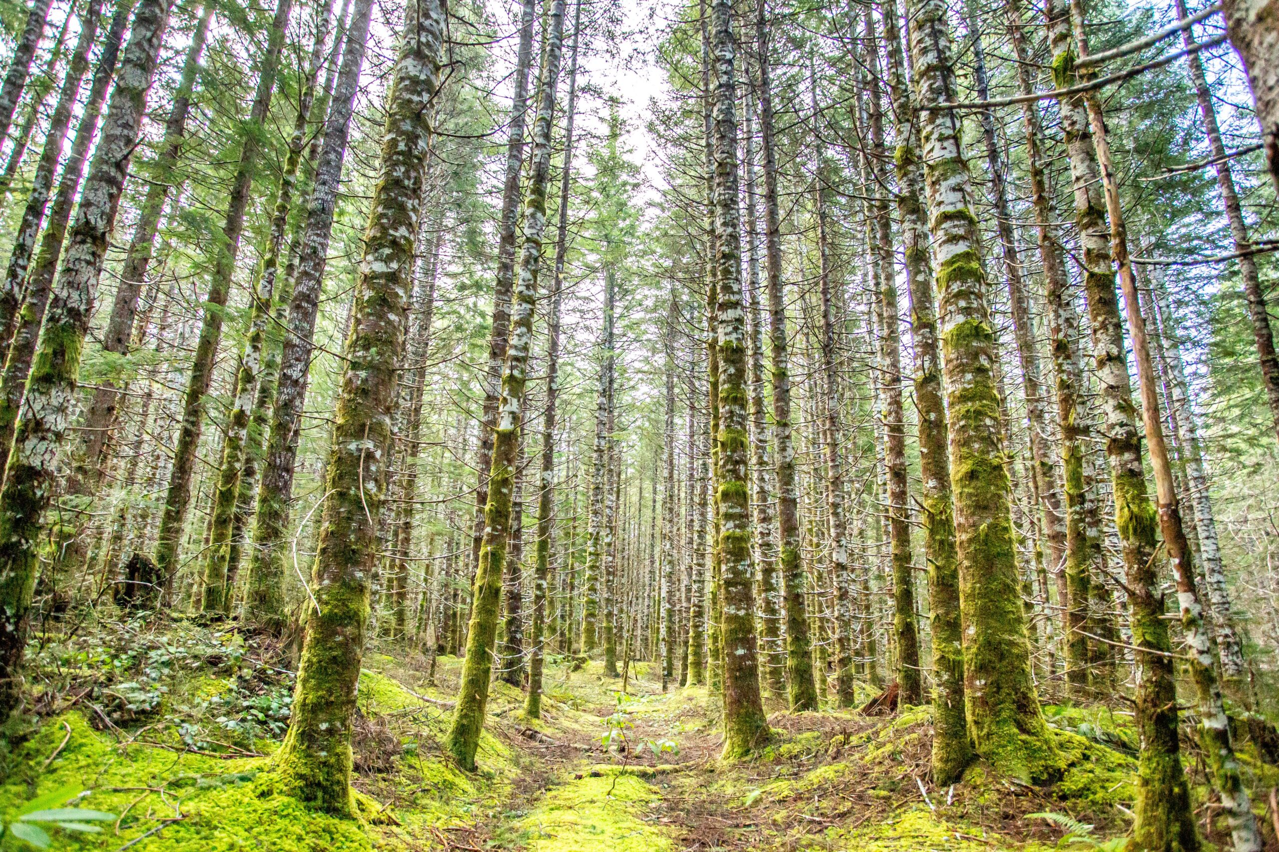 Study Shows Growing Forests Help Fight Climate Change