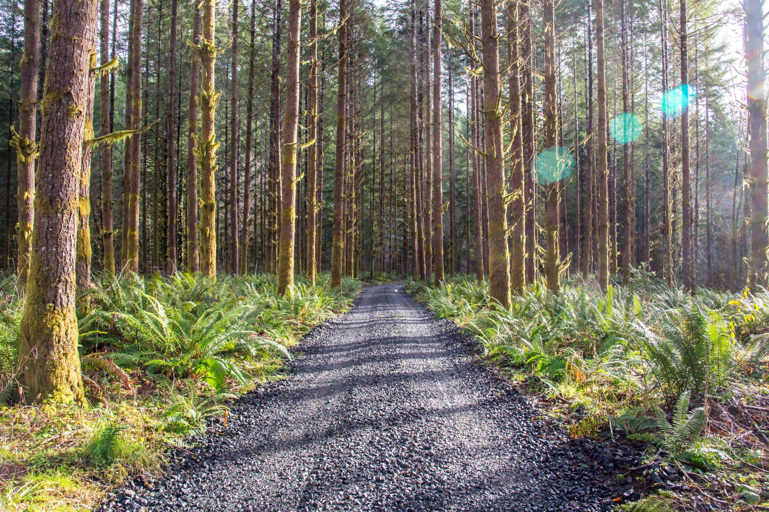 How Forests Can Help Fight Climate Change