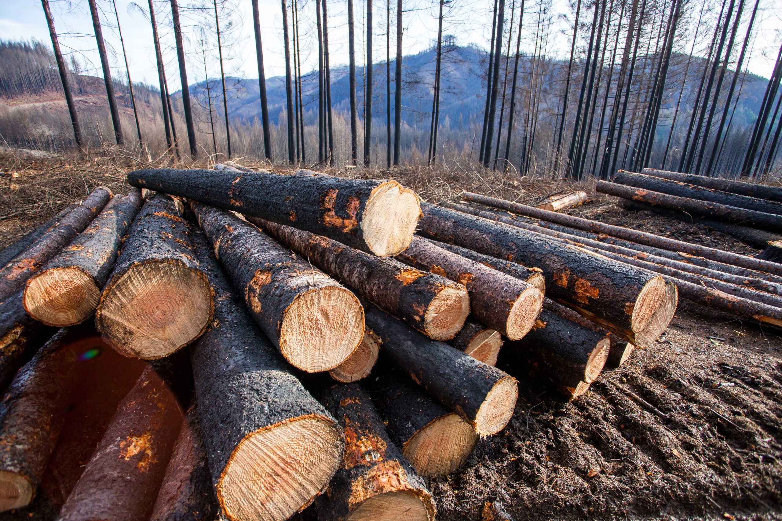 Researchers Find Post-Fire Logging Significantly Reduces Future Wildfire Fuel