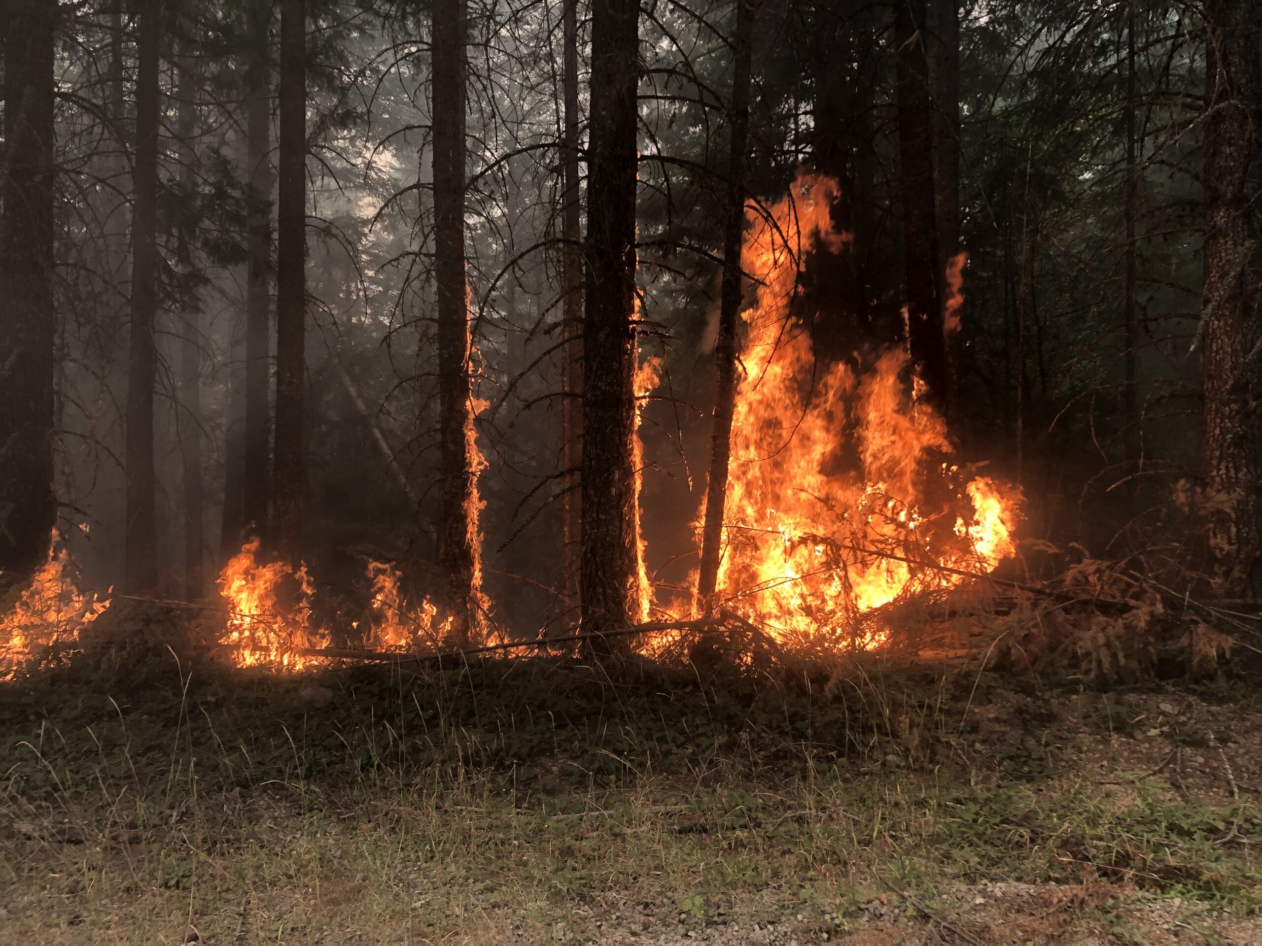 Climate or Forest Management: Which has a Bigger Impact on Fire Behavior and Carbon?