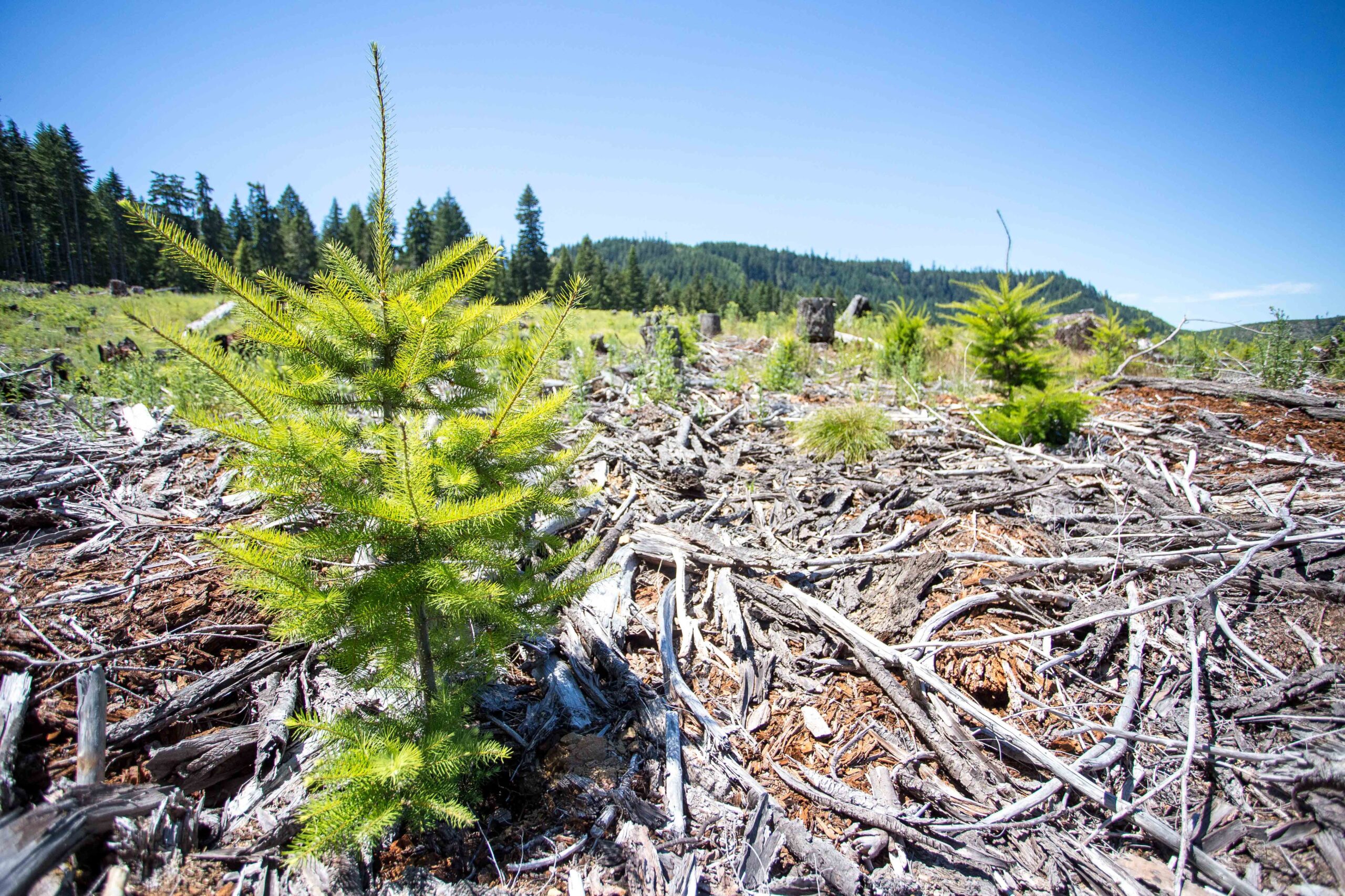 Researchers Conclude Younger Forests Play a More Crucial Role in Carbon Capture than Older Forests