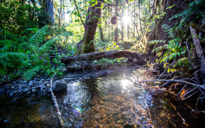 Growing Body of Research Confirms Forestry Pesticide Use Not a Concern for Water Quality