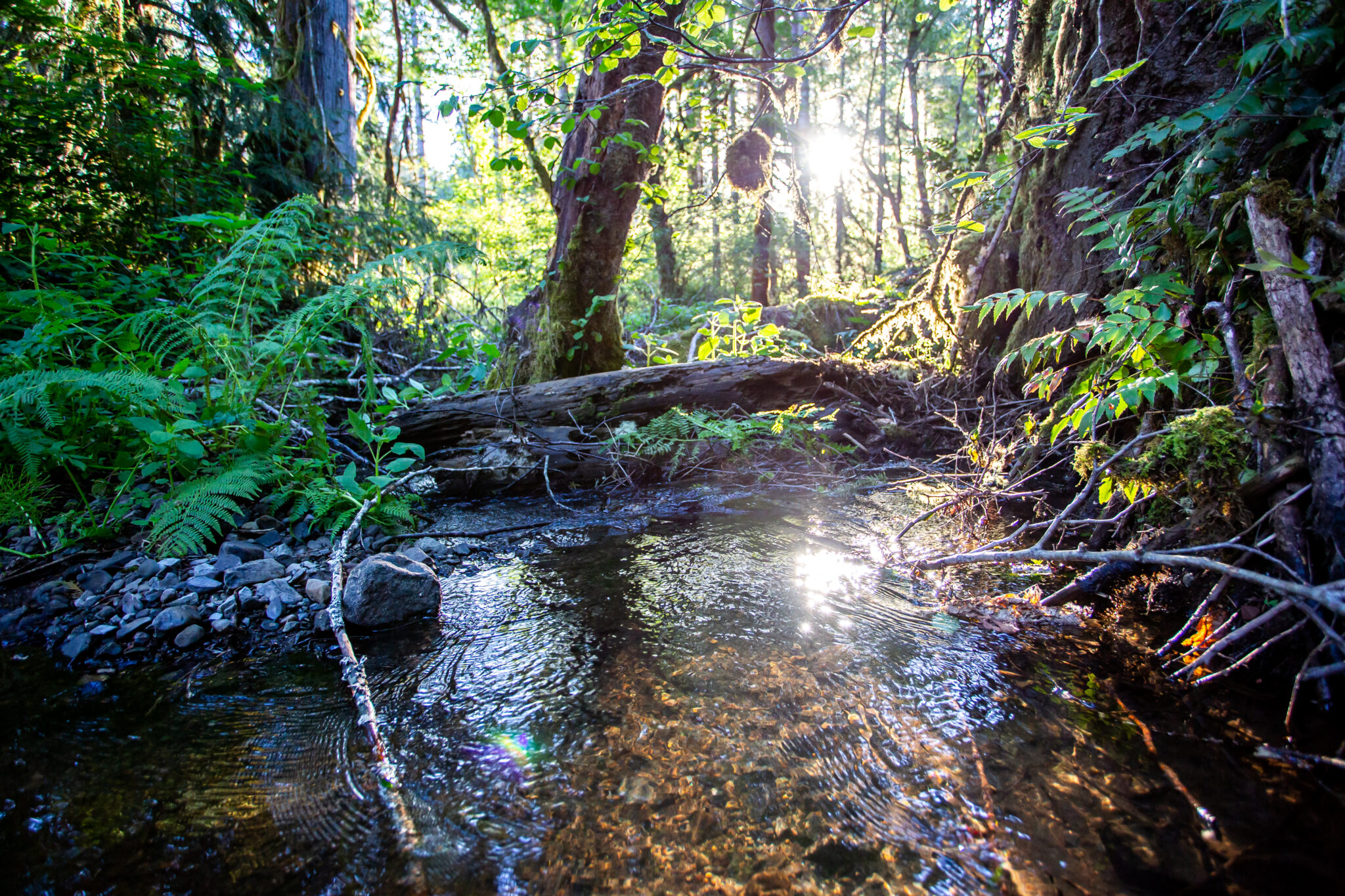 Oregon Forest