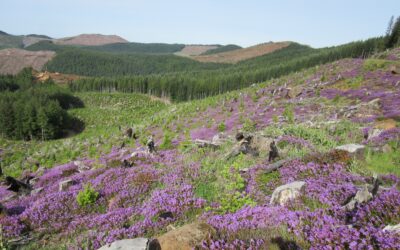 Study Explores How to Balance Timber Growth and Forest Ecosystem Health