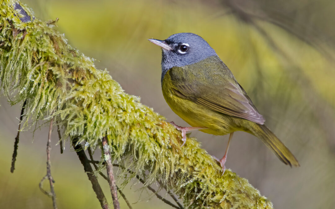 Study Reveals How Forest Productivity Affects Bird and Plant Diversity After Disturbance