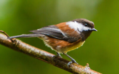 Study Concludes Balanced Forest Management Boosts Tree Growth While Supporting Bird Diversity