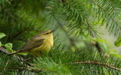 How Energy and Forest Structure Affect Bird Diversity in Northwestern Forests