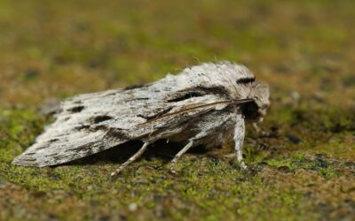 Balanced Forest Management Can Support Moth Diversity