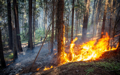 Tackling Wildfire Misinformation and Its Impact