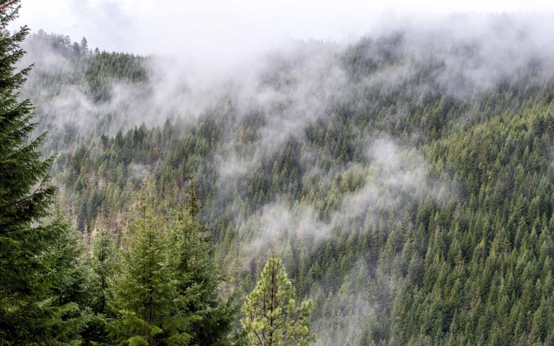 Forest Carbon Storage No Silver Bullet for Climate Change, Paper Warns